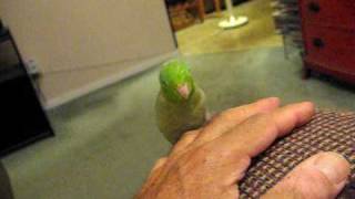 PARROTLET JADE'S AUDITION FOR DANCING WITH THE STARS*****