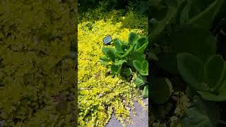 Creeping Jenny