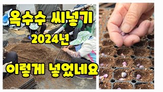옥수수 씨넣기 2024년 옥수수 재배 시작 미흑찰 미백2호 파종 시작 풀뿌리농장 석성수 [옥수수재배방법]