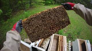 Installing Nucs into Hives the day after arrival. CAN YOU SPOT THE QUEEN IN EACH NUC????