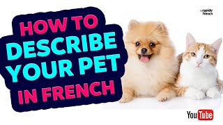 Animals: How to describe your pets in French
