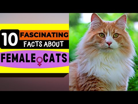 10 FACTS ABOUT FEMALE CATS /  Things You Need To Know About Female Cats