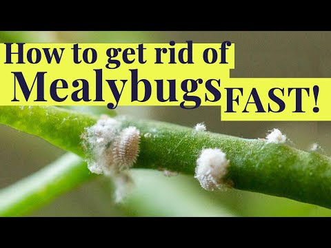 How to get rid of MEALYBUGS fast!