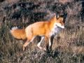 The Fox (went out one chilly night) - trad.Arr.Peter.M.Adamson