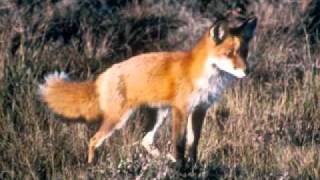 The Fox (went out one chilly night) - trad.Arr.Peter.M.Adamson