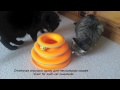 Видео о товаре Игрушка для кошек "Трек"  / Petstages (США)