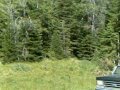 Matt Holimon S Week Camping Trip With Cat S Guss Abby And Tabby