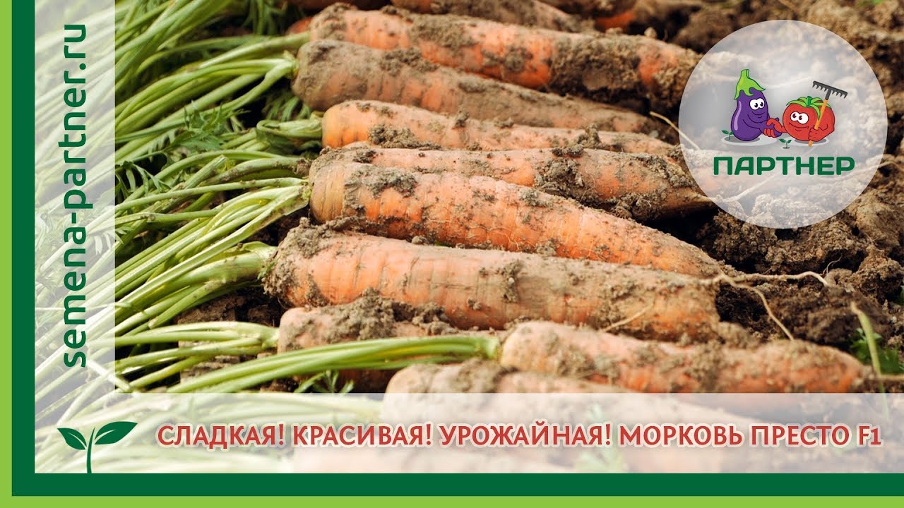 СЛАДКАЯ! КРАСИВАЯ! УРОЖАЙНАЯ! МОРКОВЬ ПРЕСТО F1