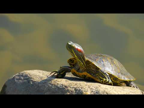 白水阿弥陀堂（いわき市）