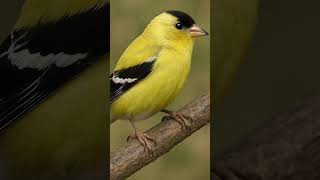 Download lagu Identifikasi Suara Burung Goldfinch Amerika | Penjelasan Suara Burung mp3 Download lagu Identifikasi Suara Burung Goldfinch Amerika | Penjelasan Suara Burung mp3