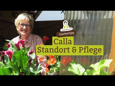 14 Flowers! Calla in the Garden - Location and Care