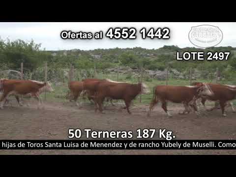 Lote 50 Terneras 46 Polled HE y 4 POOL HE c/  RA 237kg -  en Cufré - a 20 Km de Nueva Helvecia