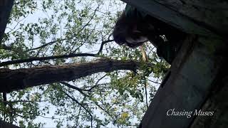 Video Michaela Budínská - Chasing Muses (the first demo)