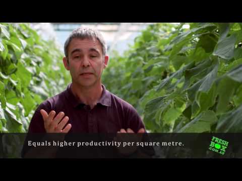 download lagu mp3 mp4 Organic Tomatoes For Sale, download lagu Organic Tomatoes For Sale gratis, unduh video klip Organic Tomatoes For Sale