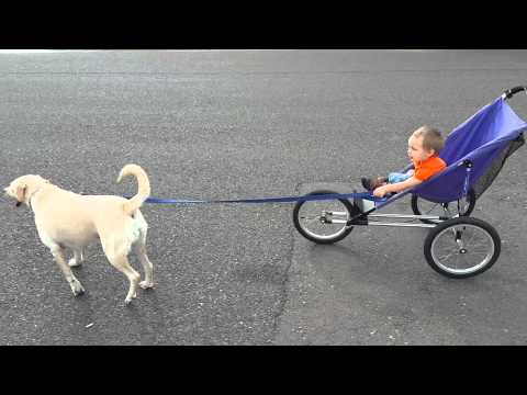 Dog pull baby