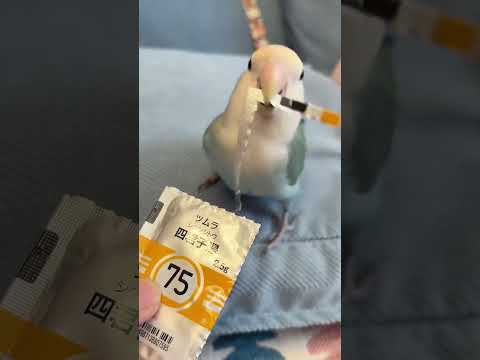 #鸚鵡鸚鵡鸚 #鸚鵡 #養鸚鵡的日常記錄 #鸚鵡日常 #鸚鵡飼養記