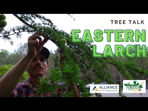 Tree Talk: Eastern Larch