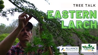 Tree Talk: Eastern Larch