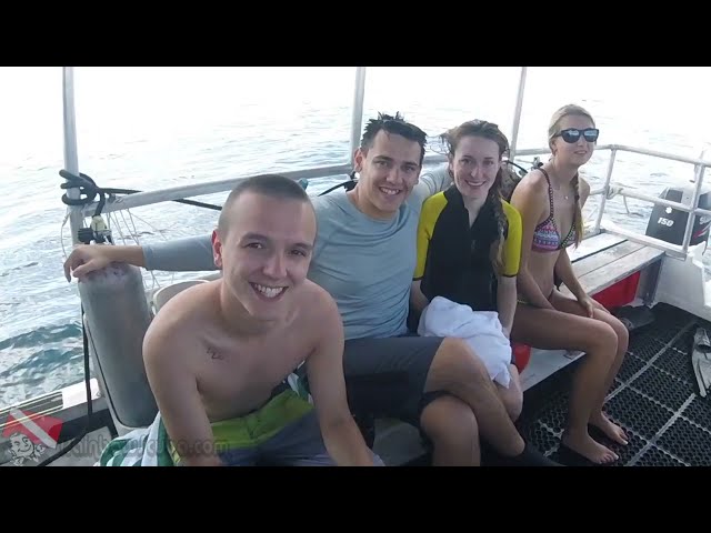 A Hawaiian green sea turtle swims gracefully near divers at an Oahu dive site.