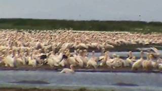 preview picture of video 'Le Lac Manyara en Tanzanie'