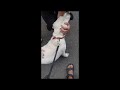 Labrador Retriever cachorro