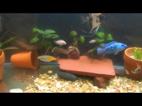 85 Subscriber!!! Video contest