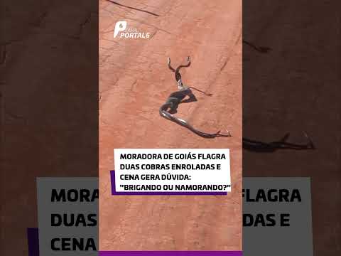 Moradora de Goiás flagra duas cobras enroladas e cena gera dúvida: "brigando ou namorando?"