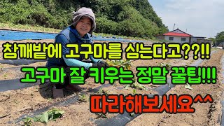 고구마농사 잘 짓는 법!! 조백참깨와 소담미 고구마의 환상의 콜라보!!! 조백참깨 소담미 고구마의 장점도 덤…