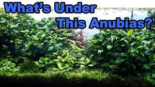Overgrown Aquarium gets a REFRESH! You won't believe what's under the ball of plants!