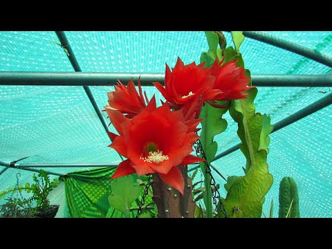 , title : 'My Epiphytic Rainforest Cacti in Bloom & Bud Update