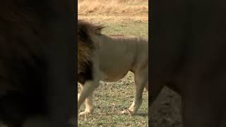 Rhodesian Ridgeback fights off Lion
