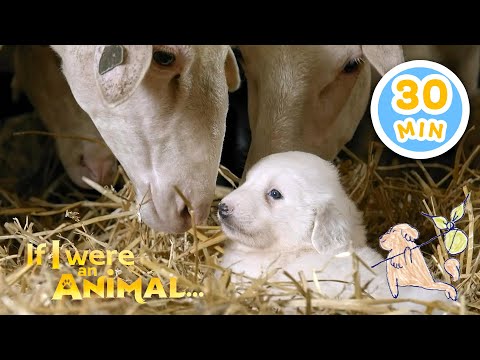 If I were a Great Pyrenees | Chicky's Playhouse | Kids Cartoons Collection