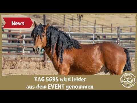 MUSTANG MAKEOVER 2021 – TAG 5695 kann nicht weiter machen😥