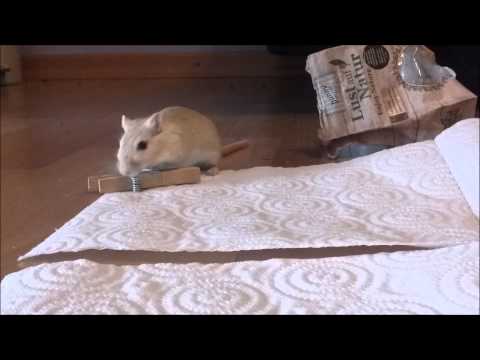 Des gerbilles mignonnes et drôles