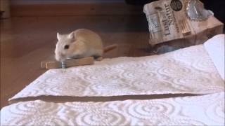 Des gerbilles mignonnes et drôles