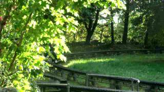 Polly running with empty trollies at Beechurst park