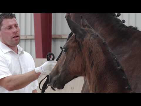 Oldenburger Hengstfohlen vom Fürst Jazz