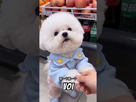 Micul Meu Caine Iubeste Merele