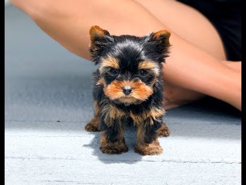 download lagu mp3 mp4 Yorkshire Terrier For Sale, download lagu Yorkshire Terrier For Sale gratis, unduh video klip Yorkshire Terrier For Sale