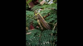 Download lagu COCOK UNTUK MASTERAN BURUNG SUARA BELALANG EMAS DAN SUARA TERAPI AIR DENGAN JEDA 2 MENIT!!! mp3 Download lagu COCOK UNTUK MASTERAN BURUNG SUARA BELALANG EMAS DAN SUARA TERAPI AIR DENGAN JEDA 2 MENIT!!! mp3