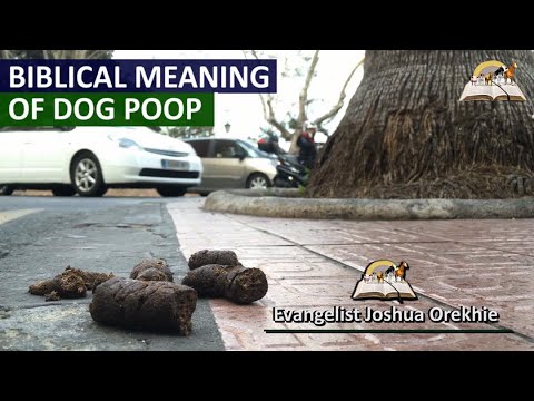 YouTube video about: What does it mean to dream about dog poop?