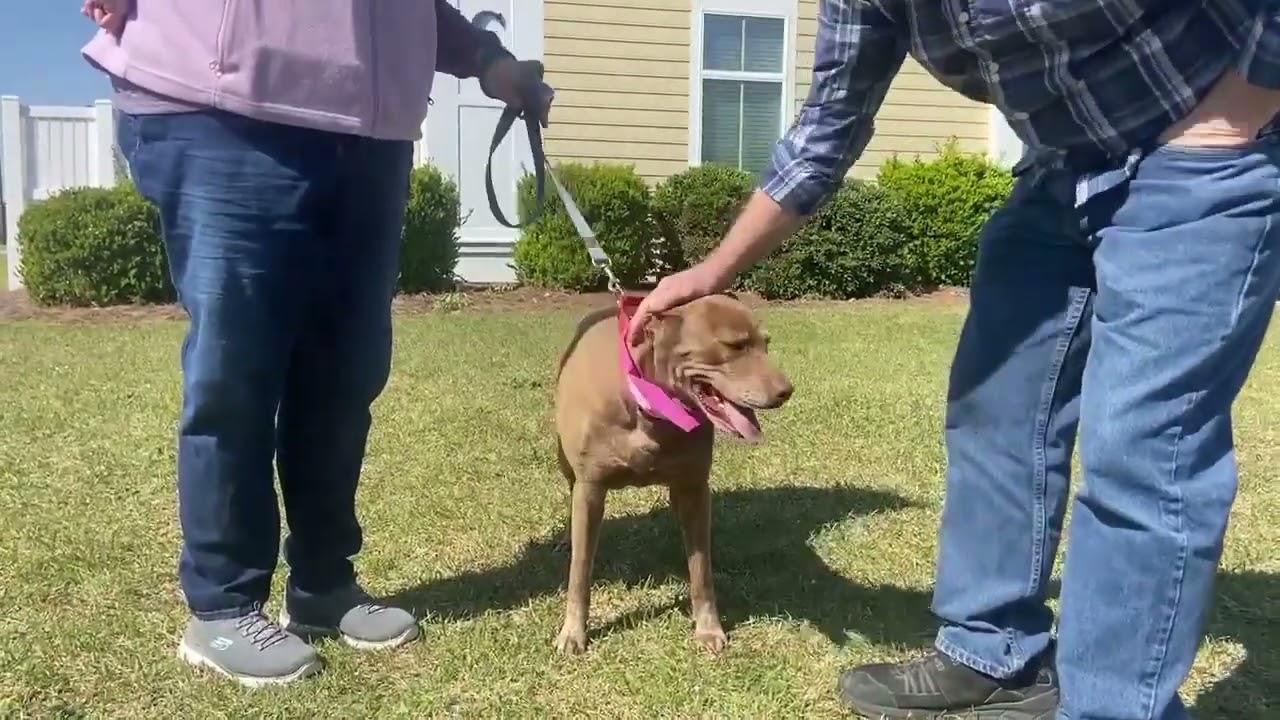 Enlarge Ruby / Judy, a Adoptable mixed breed in Hartsville, SC video 6/6
