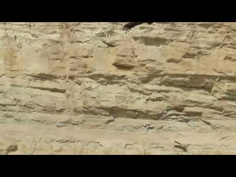 Griffon Vulture (Gyps fulvus) - Cyprus