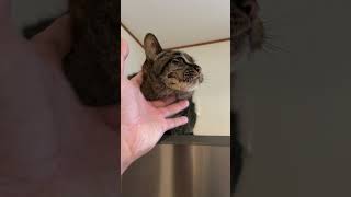 愛猫が呼んでたから行ってみると、降りれなくて困ってたw #猫 #ねこ #ペット