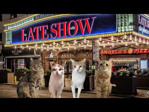 CATS EYE WITNESS NEWS - THE LATE SHOW