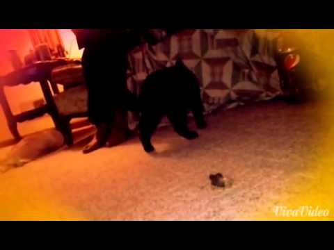 Shaylee the Cat May 2014