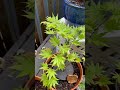 Autumn Moon Japanese Maple