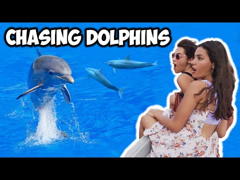 Chasing DOLPHIN'S in MALDIVES | GO PRO HERO 8 | Prodigy Vlogs