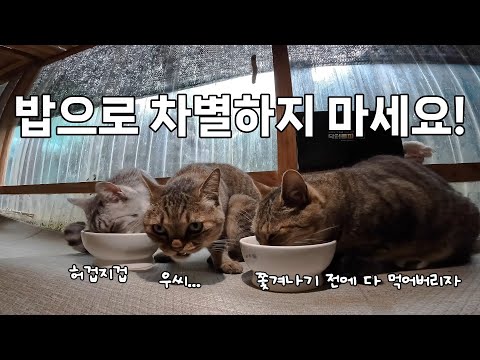 산골짜기에서 고양이들 모시고 살기 쉽지 않아