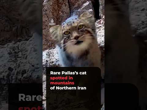 Rare Pallas’s cat captured on camera in northern Iran mountains